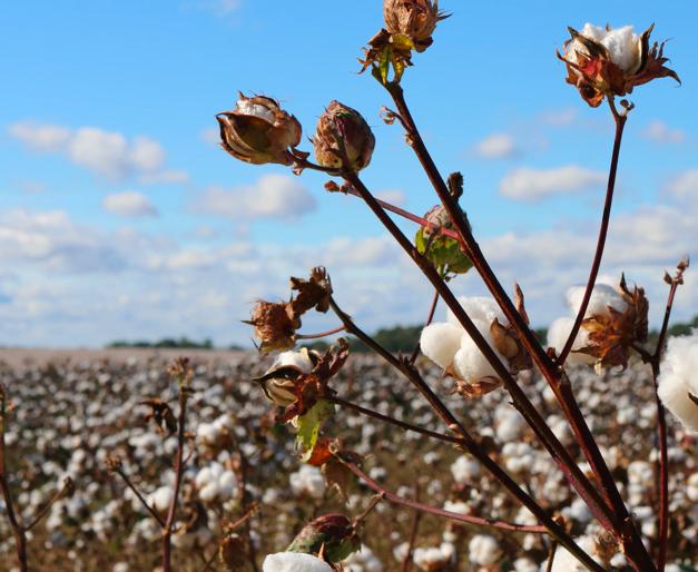 Peruvian Pima cotton