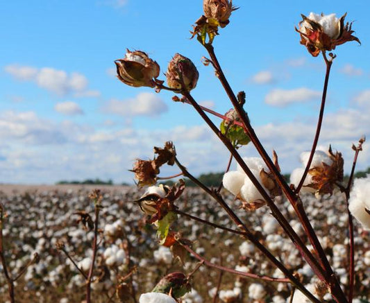 Peruvian Pima cotton